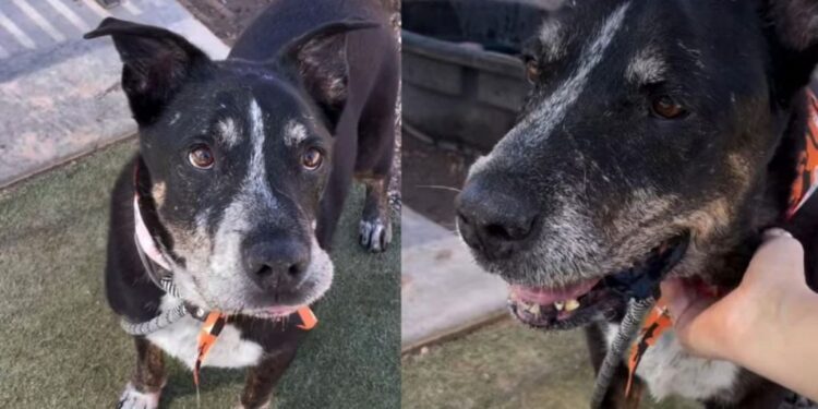 Senior Dog Faces Shelter Life Again at 14 — Then Someone Gives His Story a Beautiful Turn