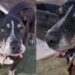 Senior Dog Faces Shelter Life Again at 14 — Then Someone Gives His Story a Beautiful Turn