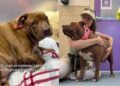Someone Gave up on This Shelter Dog Until She Faced Her Final Days & the Unthinkable Happened