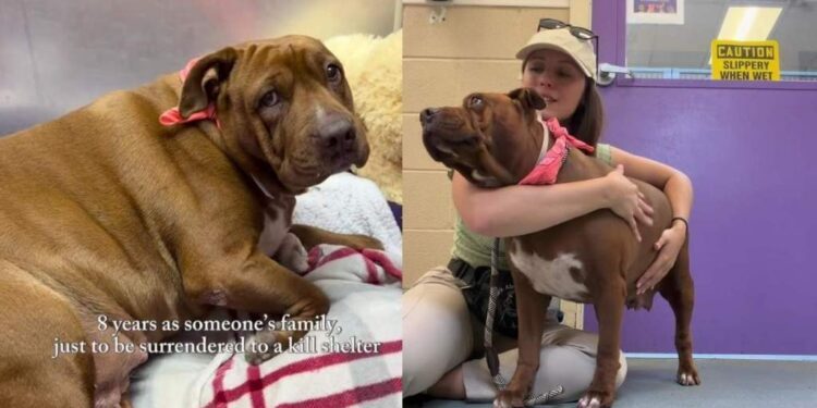 Someone Gave up on This Shelter Dog Until She Faced Her Final Days & the Unthinkable Happened