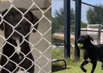 Young Shelter Dog Is Returned After Losing His Home & Now Needs a Second Chance