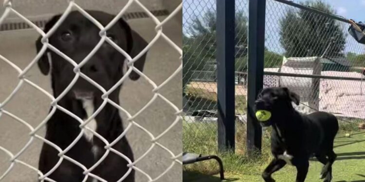 Young Shelter Dog Is Returned After Losing His Home & Now Needs a Second Chance