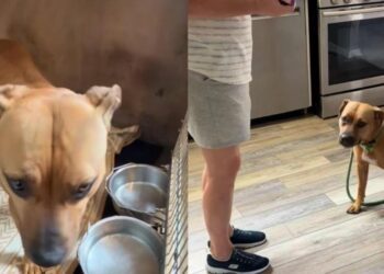 Shelter Dog Knew Nothing but Concrete Floors & Metal Bars, Until Humans Gave Her a Different Life