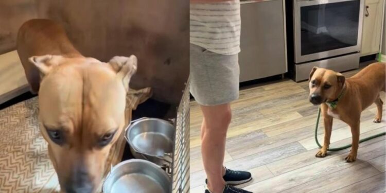 Shelter Dog Knew Nothing but Concrete Floors & Metal Bars, Until Humans Gave Her a Different Life