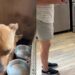 Shelter Dog Knew Nothing but Concrete Floors & Metal Bars, Until Humans Gave Her a Different Life