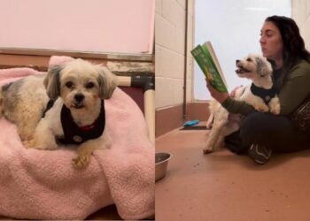 Surrendered Shelter Dog Gets Sweetest Comfort When Human Reads to Him