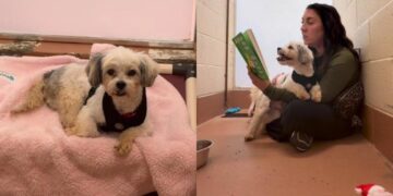 Surrendered Shelter Dog Gets Sweetest Comfort When Human Reads to Him