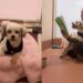 Surrendered Shelter Dog Gets Sweetest Comfort When Human Reads to Him