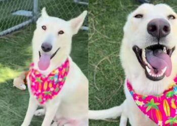 Shelter Dog in Urgent Need of a Home Gives Paw in the Sweetest Way While Greeting Human