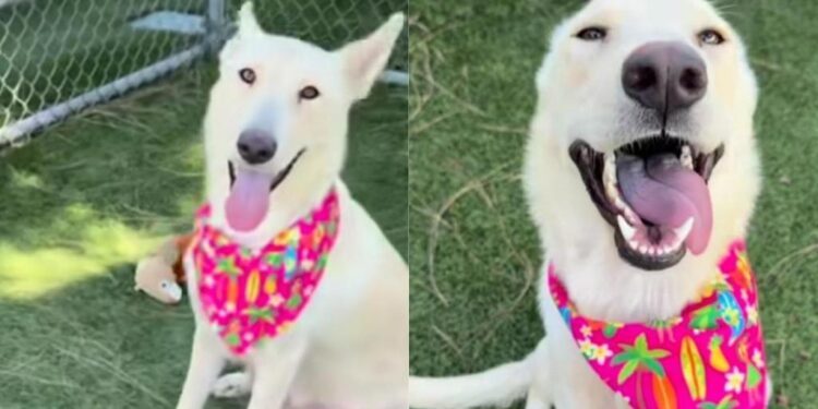 Shelter Dog in Urgent Need of a Home Gives Paw in the Sweetest Way While Greeting Human