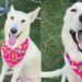 Shelter Dog in Urgent Need of a Home Gives Paw in the Sweetest Way While Greeting Human