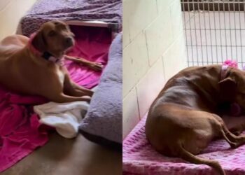 Shelter Dog Who Lost Everything in a Storm Receives a Sweet Surprise