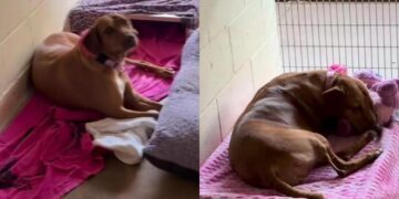 Shelter Dog Who Lost Everything in a Storm Receives a Sweet Surprise