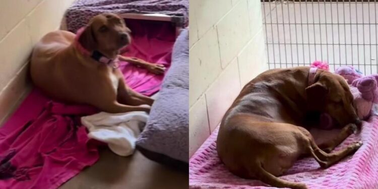 Shelter Dog Who Lost Everything in a Storm Receives a Sweet Surprise