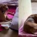 Shelter Dog Who Lost Everything in a Storm Receives a Sweet Surprise