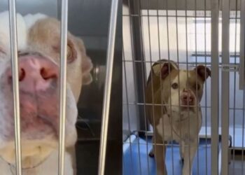 Shelter Dog Says Goodbye to Human, Unaware a Miracle Awaits