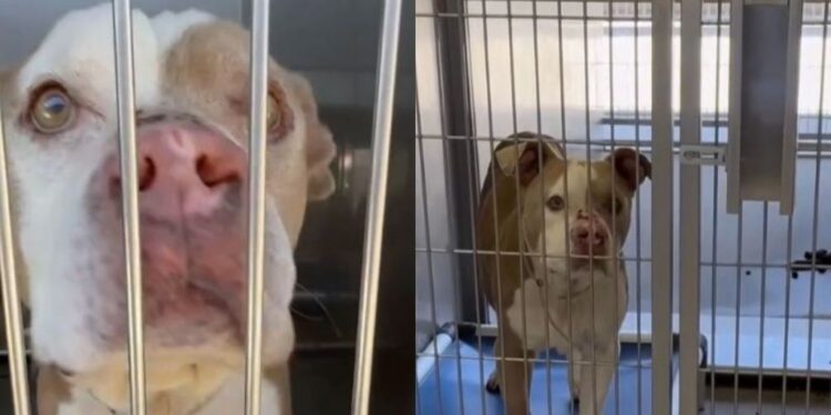 Shelter Dog Says Goodbye to Human, Unaware a Miracle Awaits