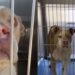 Shelter Dog Says Goodbye to Human, Unaware a Miracle Awaits