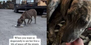 Human Rescues Stray Barely Surviving on Streets & Gives Her a Life She Never Thought She’d Have