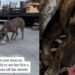 Human Rescues Stray Barely Surviving on Streets & Gives Her a Life She Never Thought She’d Have