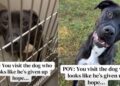 Shelter Dog Looks Defeated in His Kennel, But Outside He Shows Who He Really Is