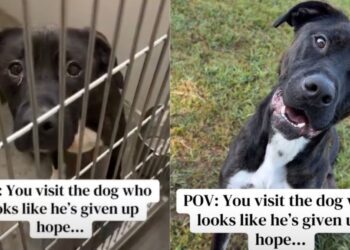 Shelter Dog Looks Defeated in His Kennel, But Outside He Shows Who He Really Is
