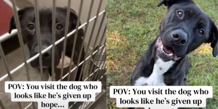 Shelter Dog Looks Defeated in His Kennel, But Outside He Shows Who He Really Is