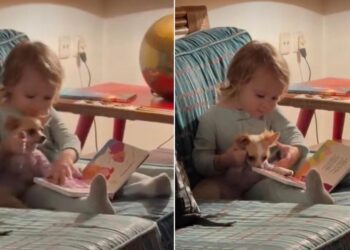 Dog & Tiny Human Settle In for Story Time, & He’s Taking His Page-Turning Duties Seriously