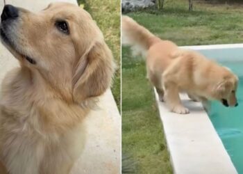 Golden Retriever Doesn’t Know What to Do With Herself When the Leash Comes Off by the Pool
