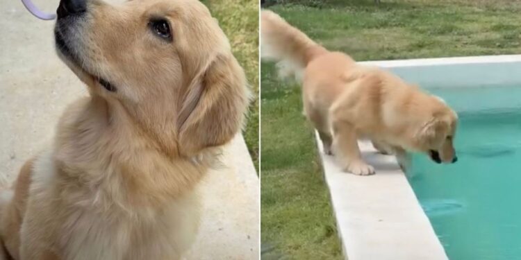 Golden Retriever Doesn’t Know What to Do With Herself When the Leash Comes Off by the Pool