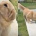 Golden Retriever Doesn’t Know What to Do With Herself When the Leash Comes Off by the Pool