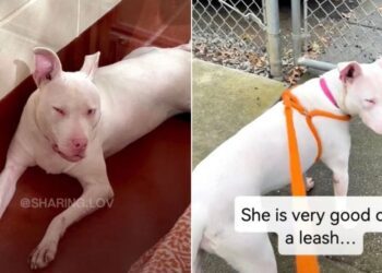 Blind & Deaf Shelter Dog Was Too Much for Her Family, But Not for a Kind Stranger
