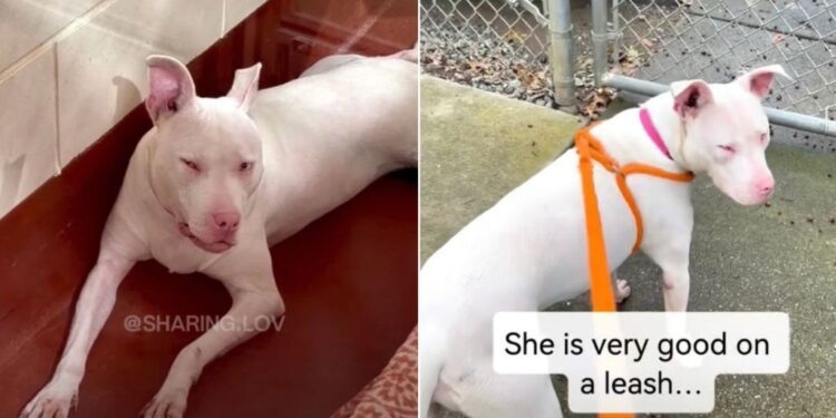 Blind & Deaf Shelter Dog Was Too Much for Her Family, But Not for a Kind Stranger
