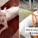 Blind & Deaf Shelter Dog Was Too Much for Her Family, But Not for a Kind Stranger