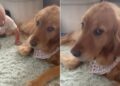 Golden Retriever Has One Job: Love the Tiny Human & Survive Her Antics