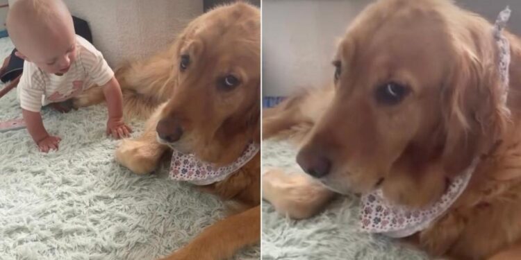 Golden Retriever Has One Job: Love the Tiny Human & Survive Her Antics