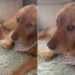 Golden Retriever Has One Job: Love the Tiny Human & Survive Her Antics