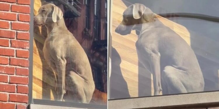 Dog’s Face Says He Should Have Checked the Guest List Before Saying Yes