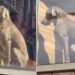 Dog’s Face Says He Should Have Checked the Guest List Before Saying Yes