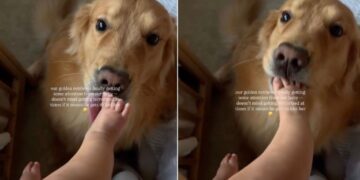 Baby Gives Golden Retriever a Hard Time, but Getting to Kiss Her Feet Makes Up for It