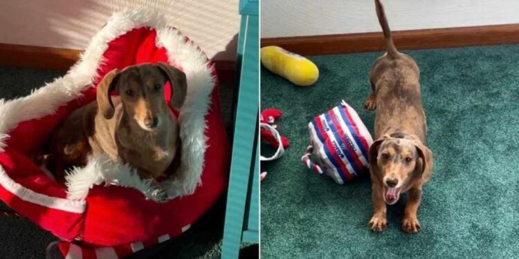 Dachshund Has a Very Specific Priority When the Sun Comes Out
