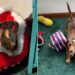 Dachshund Has a Very Specific Priority When the Sun Comes Out