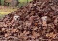 Dogs Hiding in a Massive Leaf Pile Look Like They’re Playing Hide-and-Seek This Fall