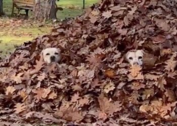 Dogs Hiding in a Massive Leaf Pile Look Like They’re Playing Hide-and-Seek This Fall