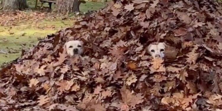 Dogs Hiding in a Massive Leaf Pile Look Like They’re Playing Hide-and-Seek This Fall
