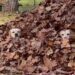 Dogs Hiding in a Massive Leaf Pile Look Like They’re Playing Hide-and-Seek This Fall