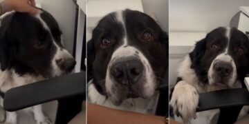 Dog Treats Owner’s Head-Scratch Break Like a Criminal Offense