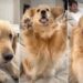 Golden Retriever Gives Mom & Dad an Earful After They Cross a Line
