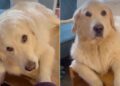Golden Retriever Stares at Owner Like Sharing Breakfast Should Be Obvious