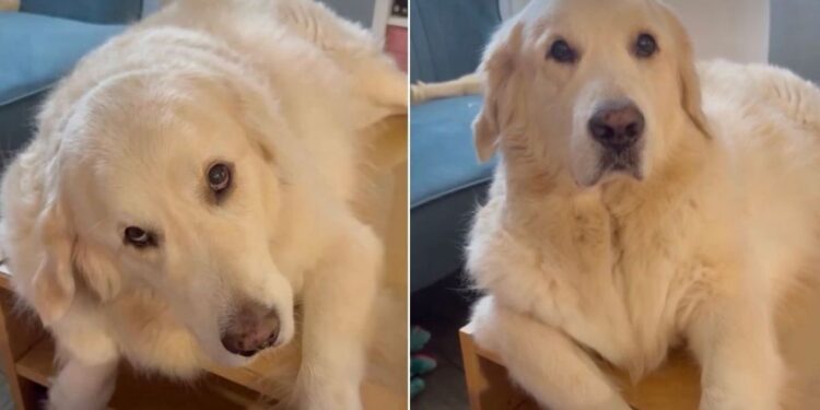 Golden Retriever Stares at Owner Like Sharing Breakfast Should Be Obvious